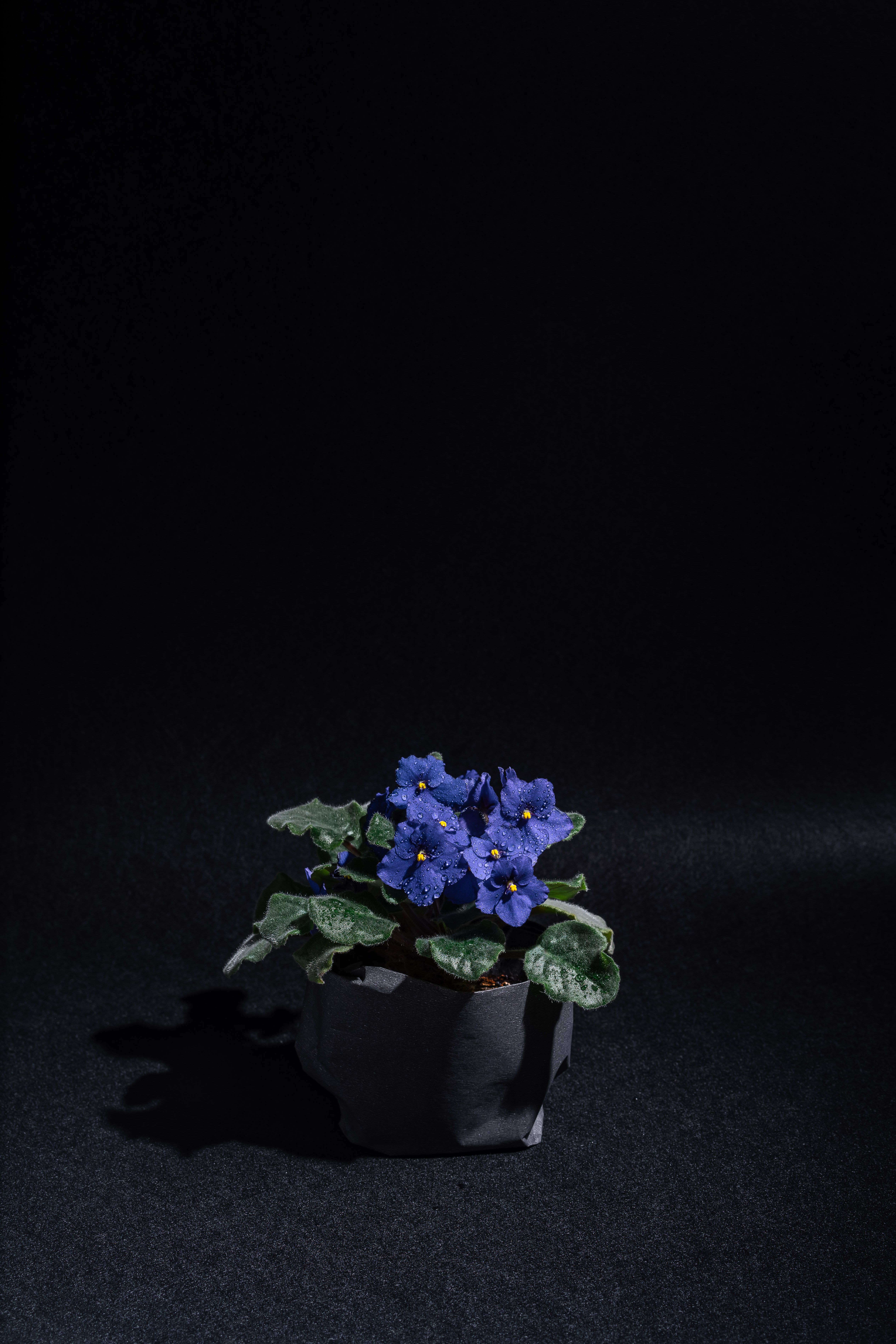 Fotomural Una llamativa violeta africana en una maceta negra, capturada en un estilo minimalista contra un fondo oscuro.