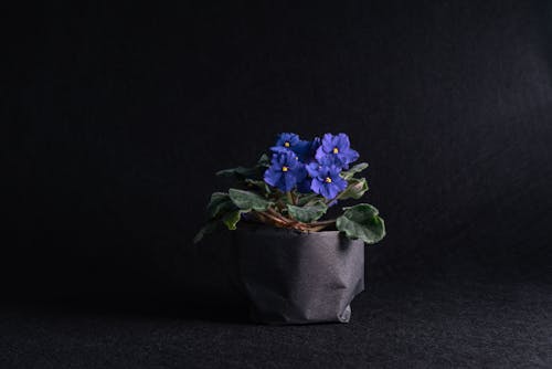 Free Foto stok gratis berkembang, botani, bunga ungu Stock Photo
