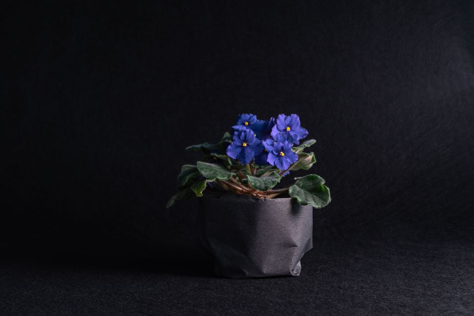 Fotomural Un impactante primer plano de una violeta africana en maceta sobre un fondo oscuro, resaltando sus vibrantes flores moradas.