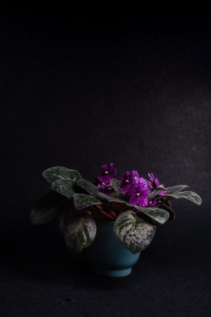 Fotomural Primer plano de una vibrante violeta africana en una maceta contra un fondo oscuro, mostrando belleza natural.