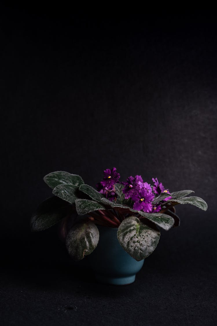 A Vase Of African Violet Plant On A Black Surface