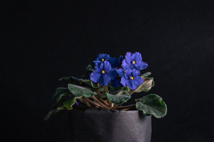 An African Violet Plant In Close-up Photography