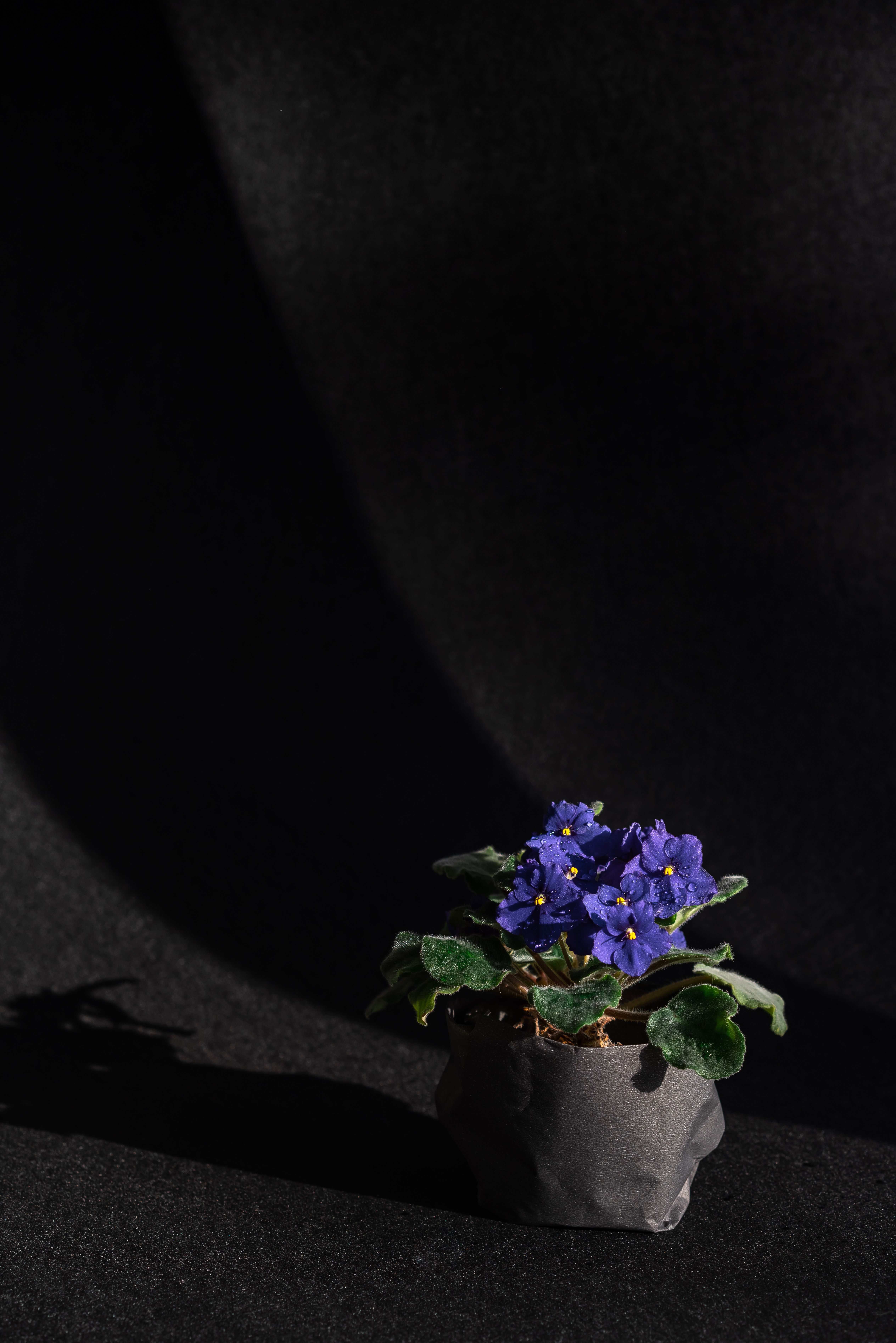 Fotomural Violeta africana en una maceta negra contra un fondo oscuro, mostrando flores vibrantes.