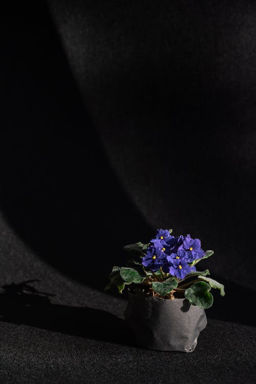 Beautiful African Violet Plant on a Black Surface