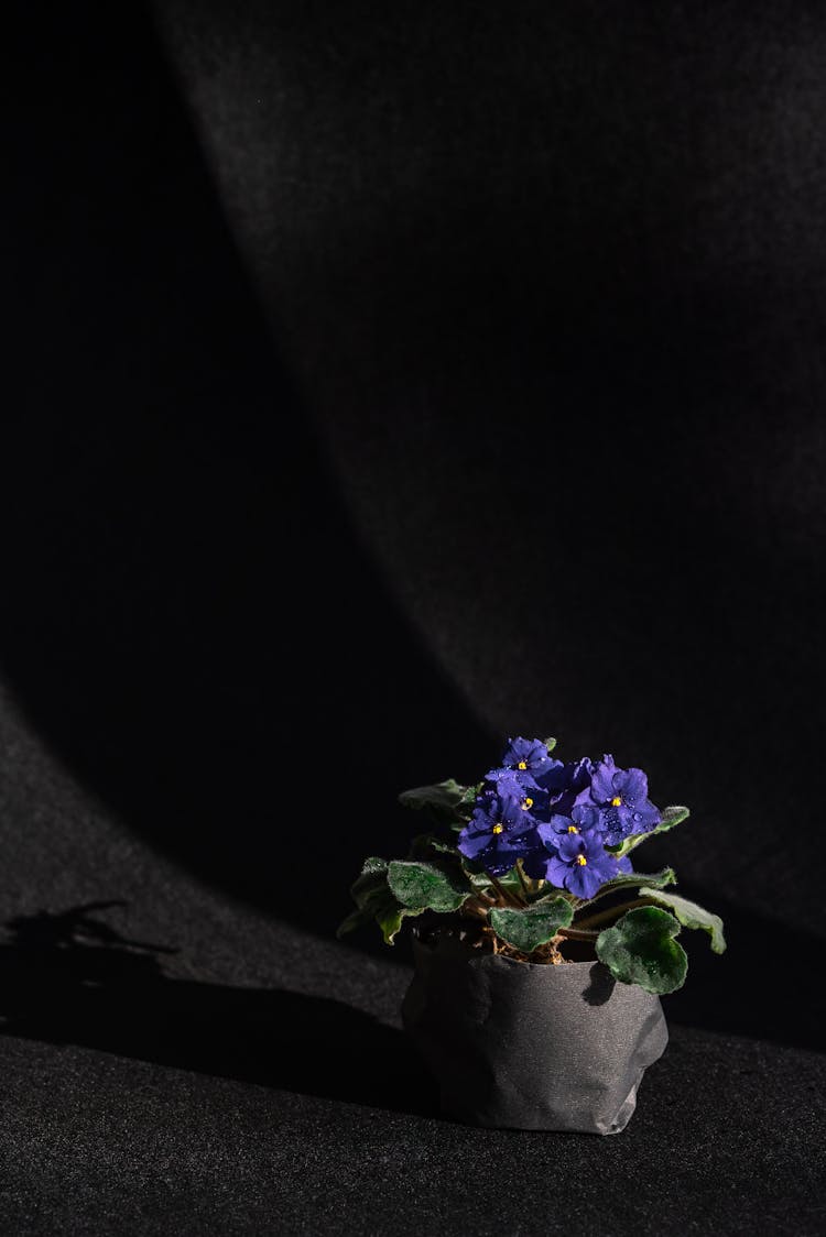 Beautiful African Violet Plant On A Black Surface