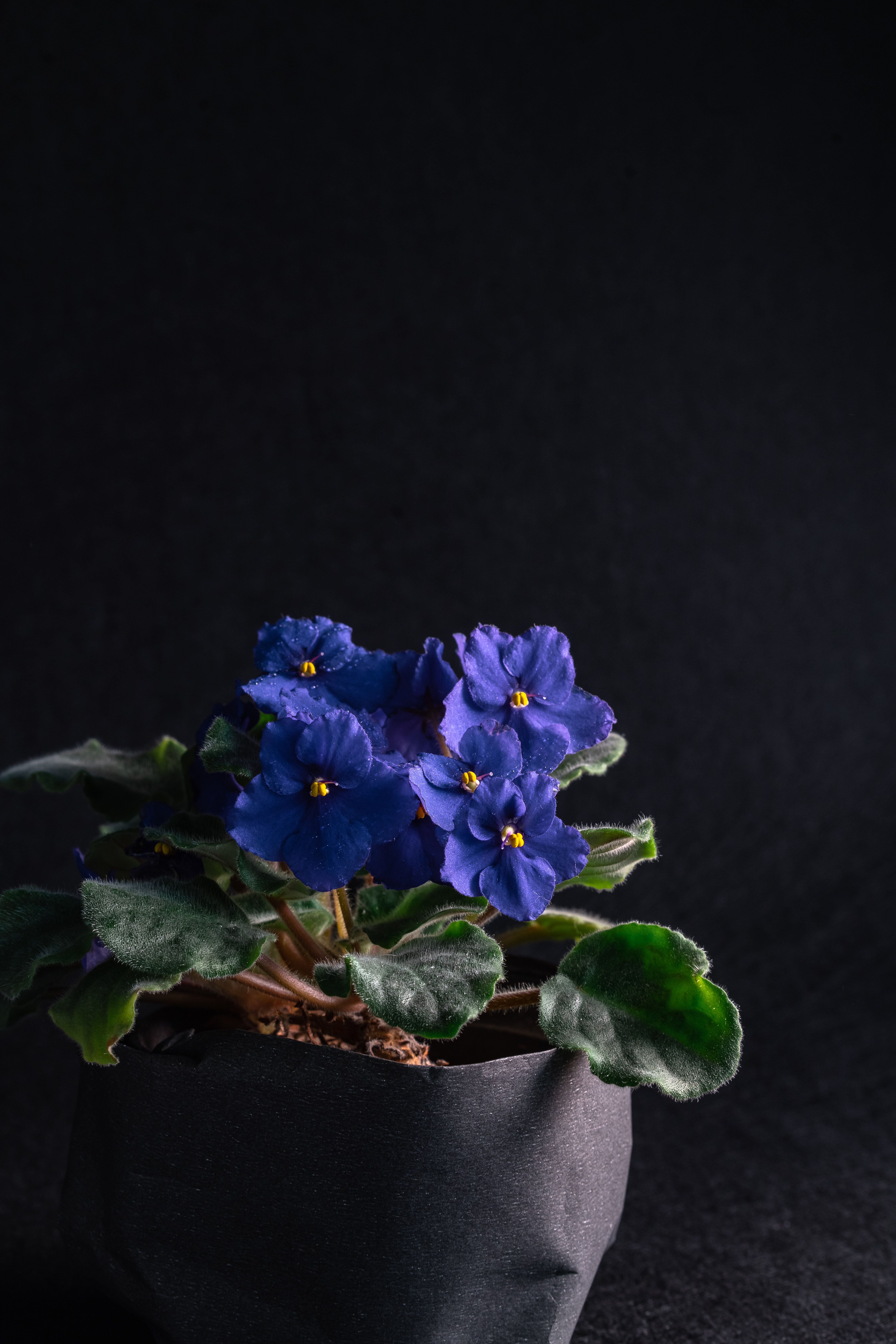 Fotomural Vivas flores de violeta africana en una maceta con exuberantes hojas verdes sobre un fondo oscuro, mostrando la belleza botánica.