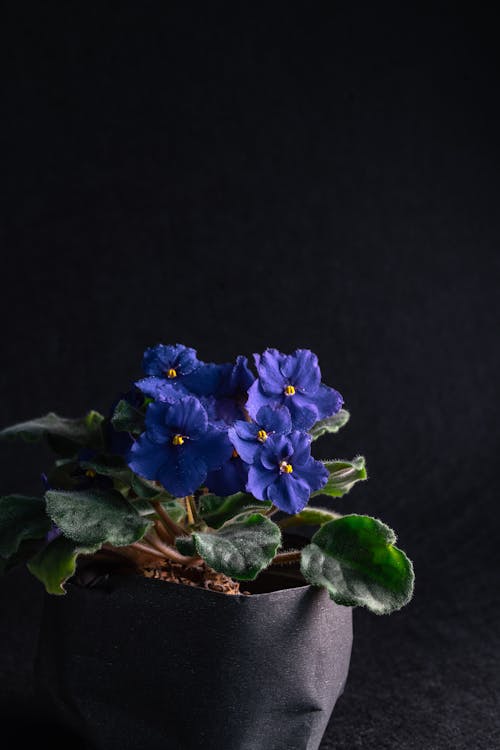 Gratis Fotos de stock gratuitas de botánico, de cerca, flor Foto de stock