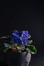 Blue Flowers on Brown Wooden Table