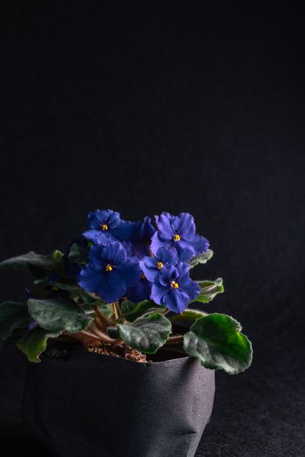 Fotomural Vivas flores de violeta africana en una maceta con exuberantes hojas verdes sobre un fondo oscuro, mostrando la belleza botánica.