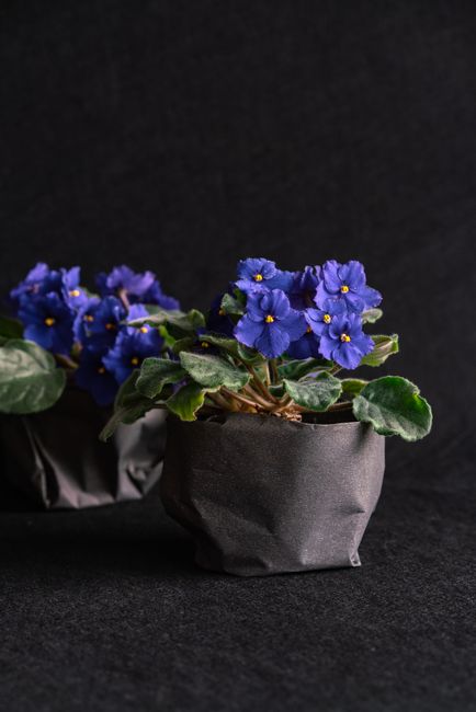 Fotomural Primer plano de violetas africanas en macetas, mostrando pétalos morados vívidos contra un fondo oscuro.