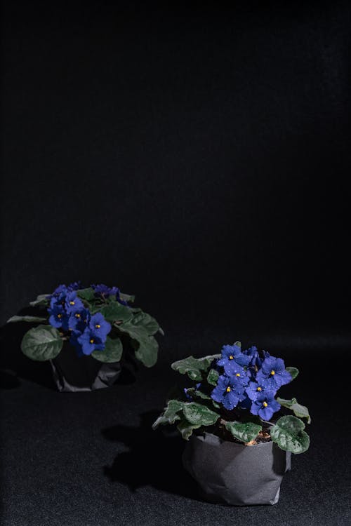 Free Бесплатное стоковое фото с альт, безмятежный, ботанический Stock Photo