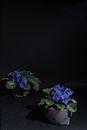 Blue Flowers With Green Leaves