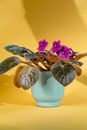 Purple Flower in Blue Ceramic Vase