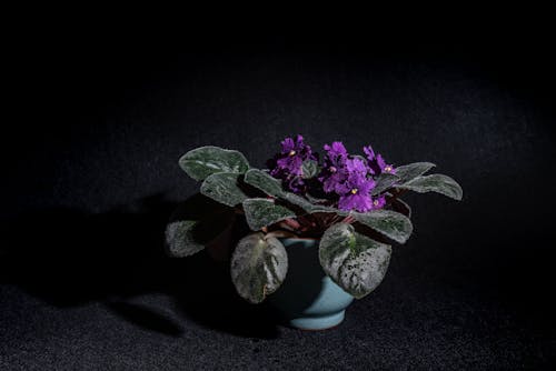 垂直拍摄, 植物摄影, 盆栽 的 免费素材图片