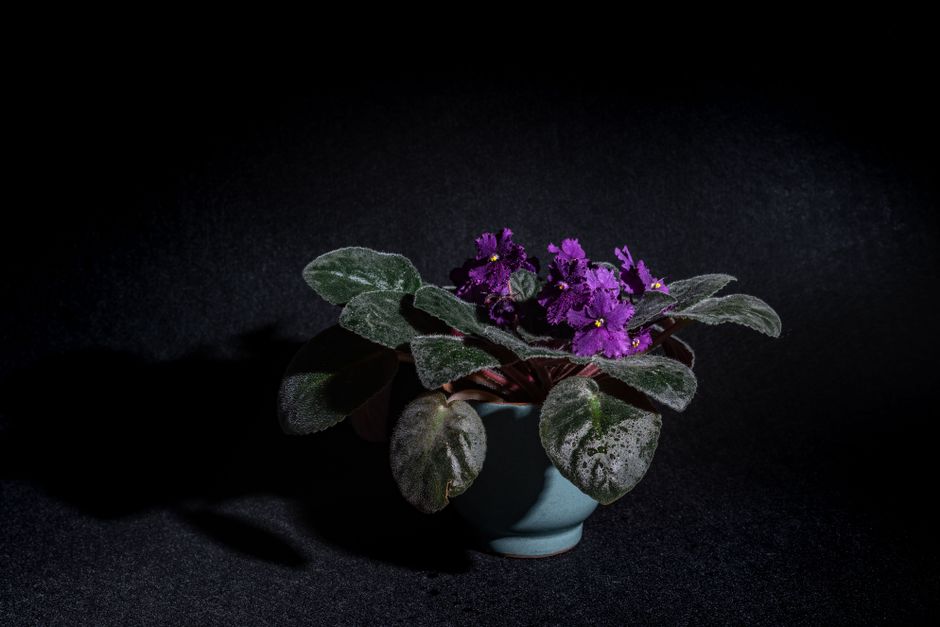 Fotomural Impresionantes flores de violeta africana en una maceta de cerámica contra un fondo negro profundo, mostrando vibrantes violetas.