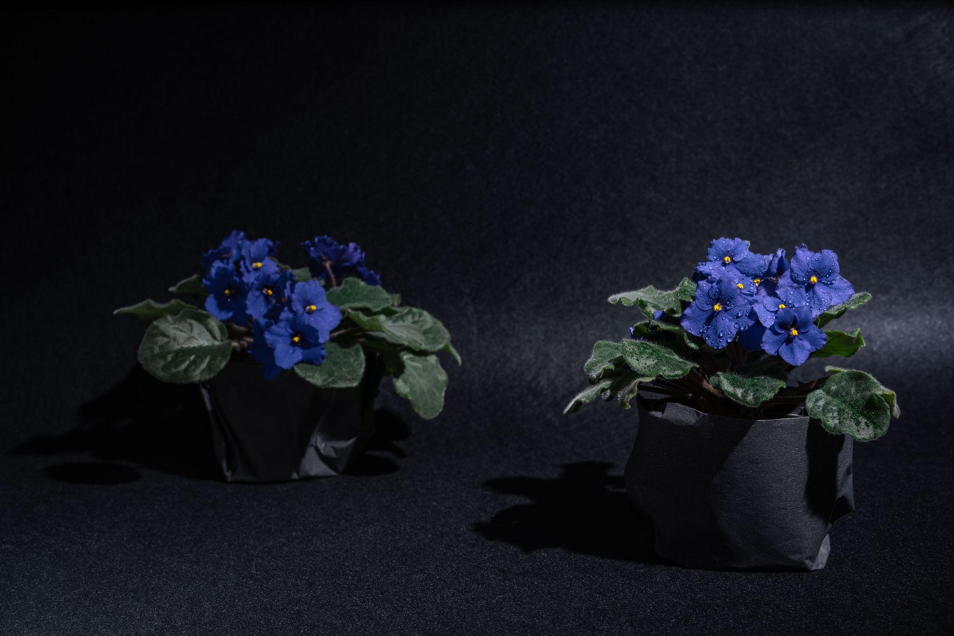 A Violet Flowers with Green Leaves