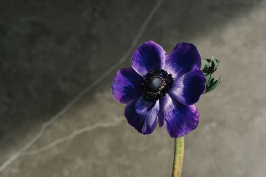 Close-Up of a Purple Flower 