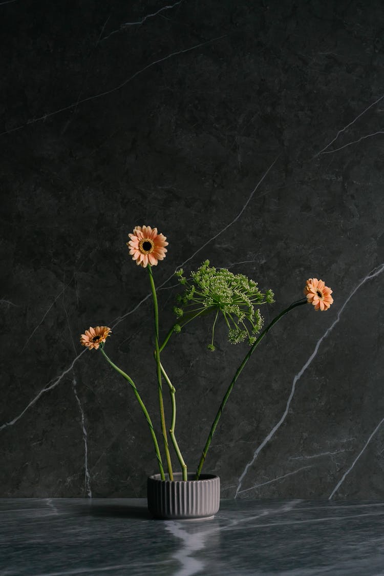 Gerberas By A Marble Wall