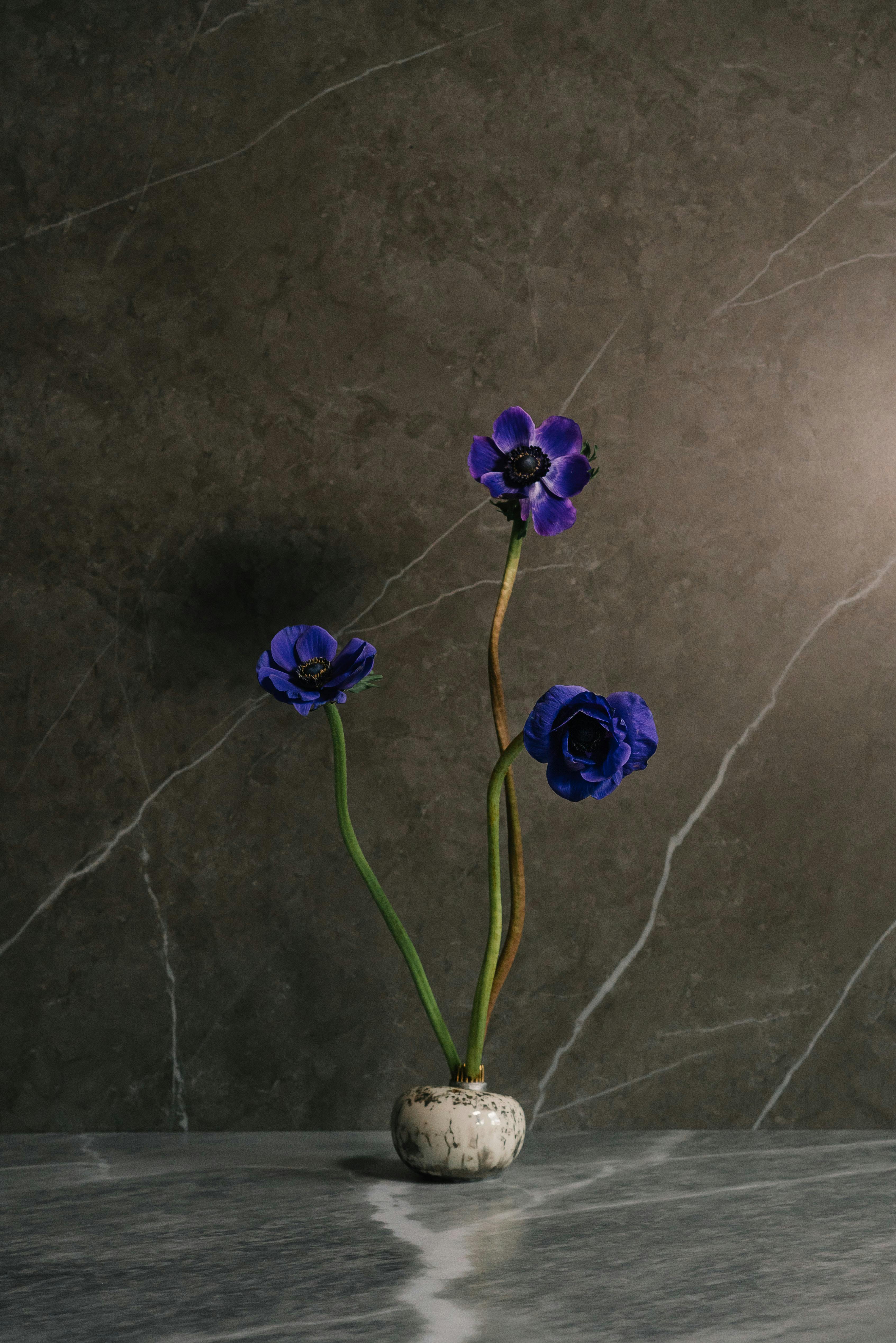 Elegant violet anemone flowers with long stems in a small vase against a textured stone background.
