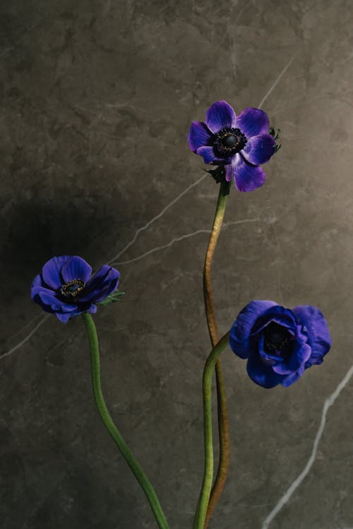 A Purple Flowers Near the Concrete Wall