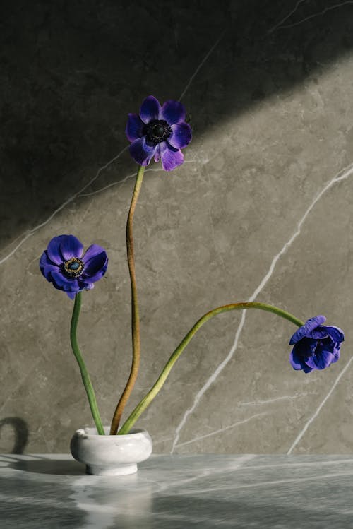 Gratis lagerfoto af betonmur, blomster, delikat