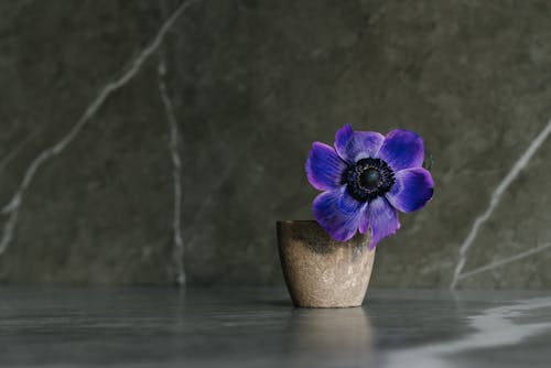 A Poppy Anemone Flower in a Pot