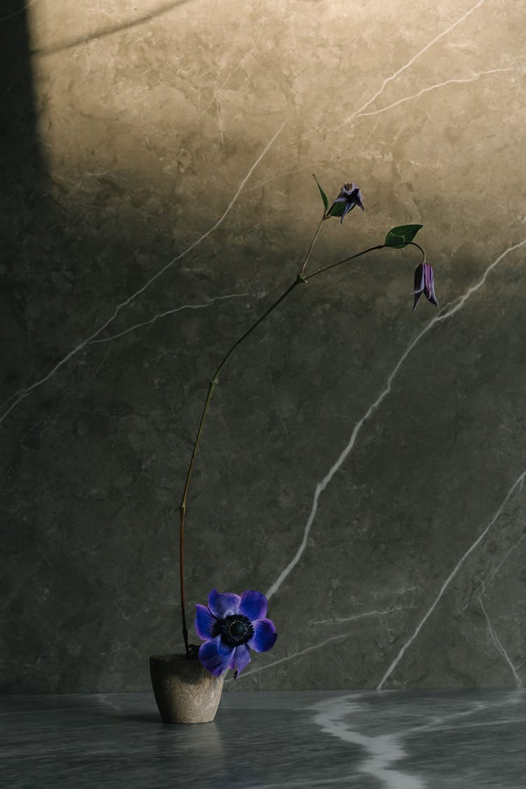 Potted Flowers By A Marble Wall