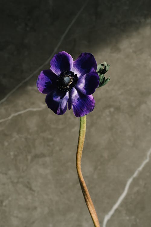 Kostnadsfri bild av blomfotografi, flora, lila blomma