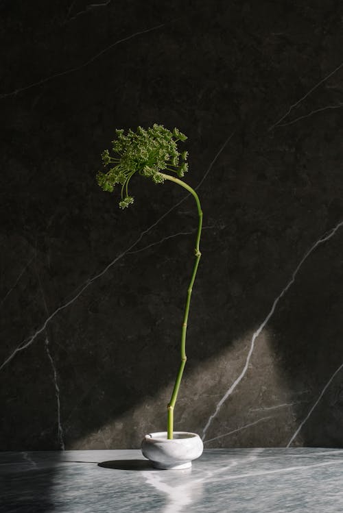 Green Plant in White Marble Vase