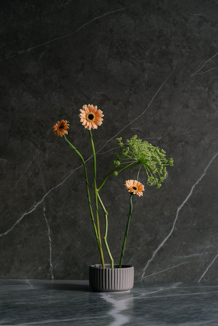 Gerberas By A Marble Wall