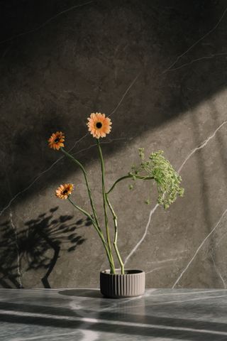 Still life of gerbera flowers in a vase by Mikhail Nilov on Pexels