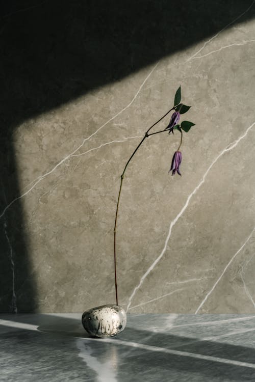 Základová fotografie zdarma na téma květiny, kvetoucí rostlina, mramorové zdi