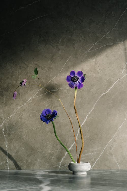 A Purple Flowers Near the Concrete Wall