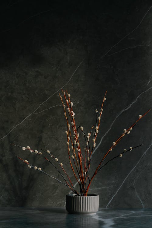 Immagine gratuita di fiori, muro di marmo, natura morta