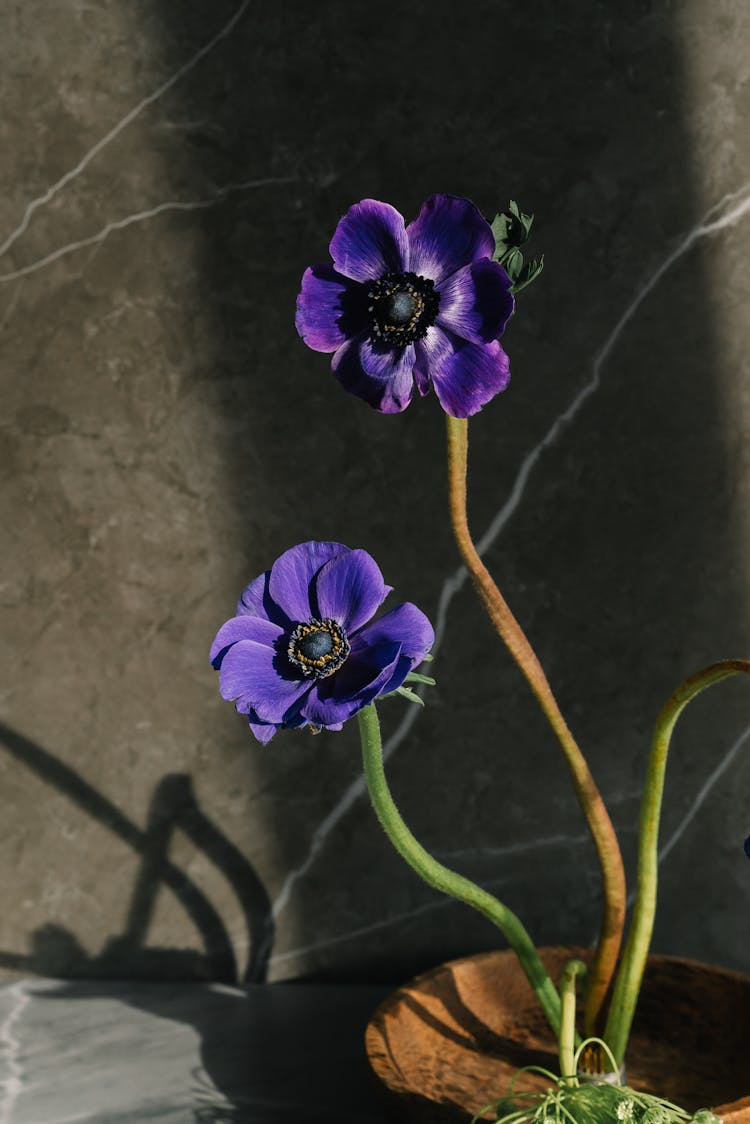 Poppy Anemone On A Pot