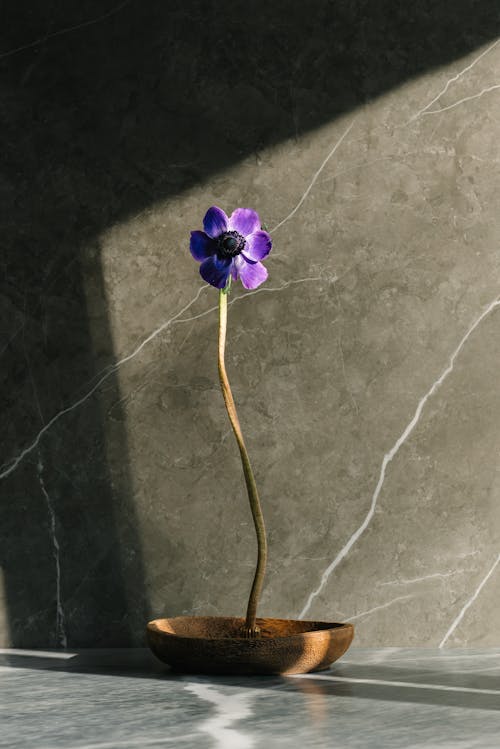 A Purple Flower on a Wooden Plate