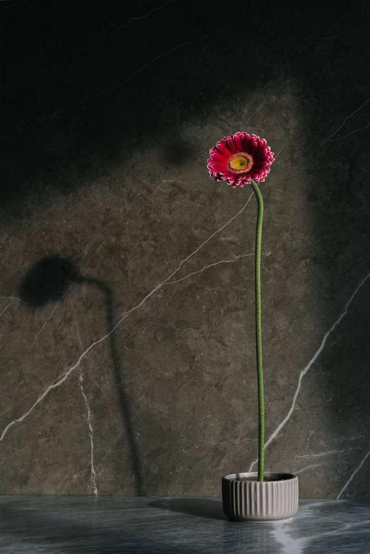 Pink Gerbera On A Gray Pot