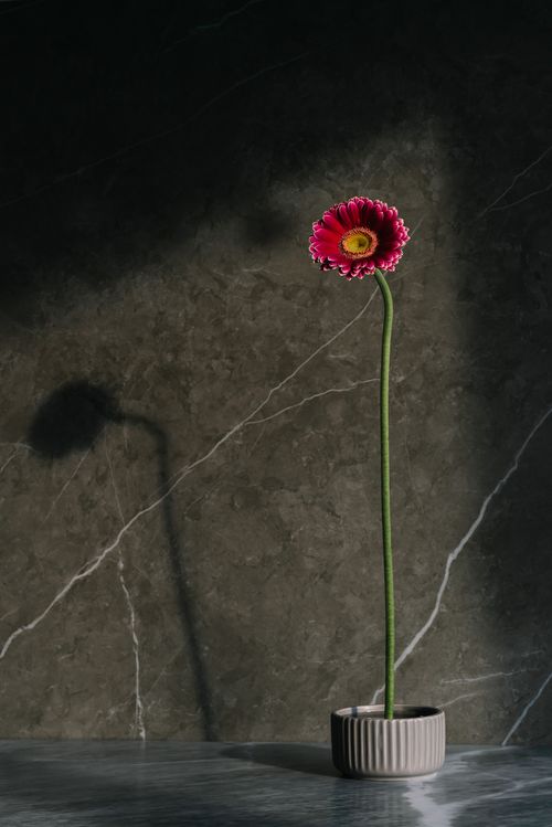 Free A single pink gerbera flower in a pot against a textured gray wall, casting a shadow. Stock Photo