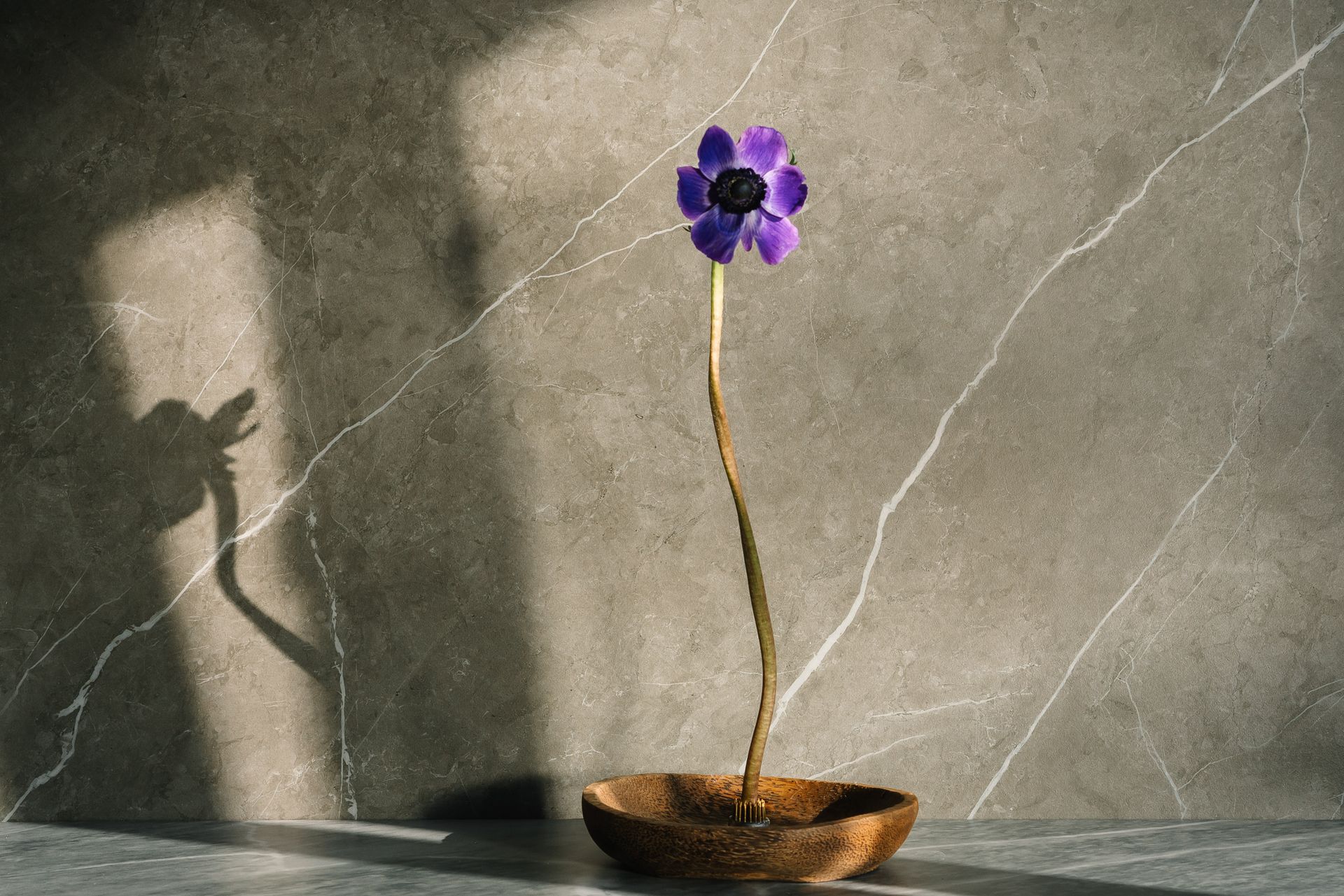 A solitary violet flower elegantly placed in a wooden bowl against a marble wall, casting a distinct shadow.