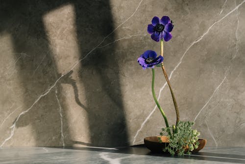 Purple Flower on Brown Pot