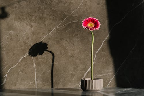 A Stem of Pink Gerbera Flower on a Gray Pot