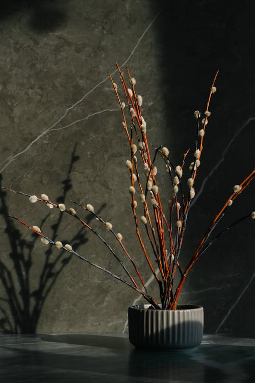 Free Brown Plant on White and Black Ceramic Vase Stock Photo