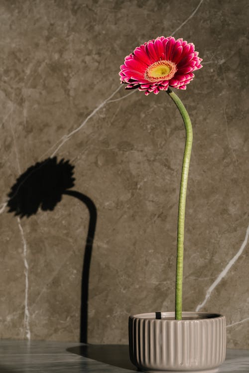 A Stem of Beautiful Gerbera Flower