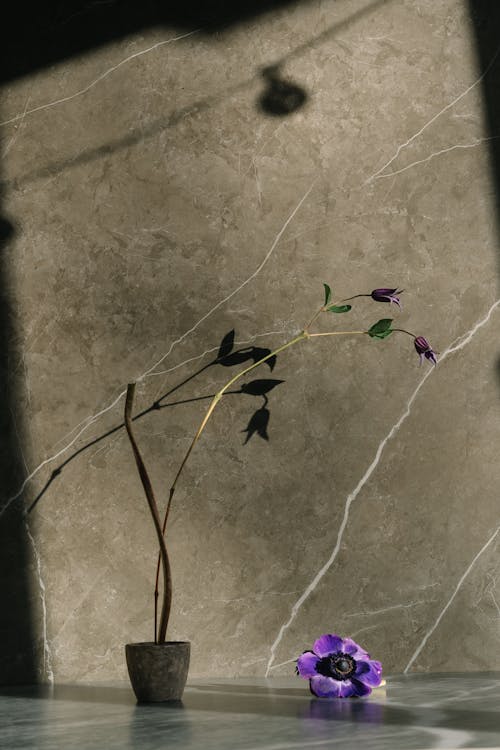 Darmowe zdjęcie z galerii z kwiat, marmur, martwa natura