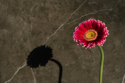 Immagine gratuita di avvicinamento, bellissimo, fiore rosa