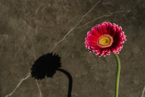 A Stem of Pink Gerbera Flower on a Gray Wall