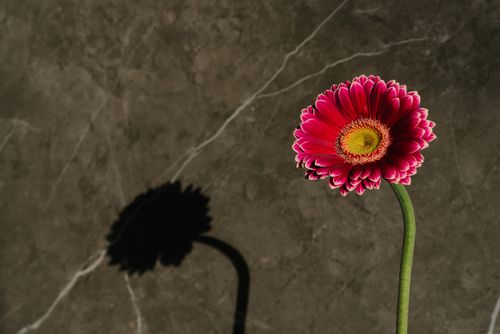 Free Close-up of a vibrant pink gerbera daisy casting a shadow on a gray wall. Stock Photo