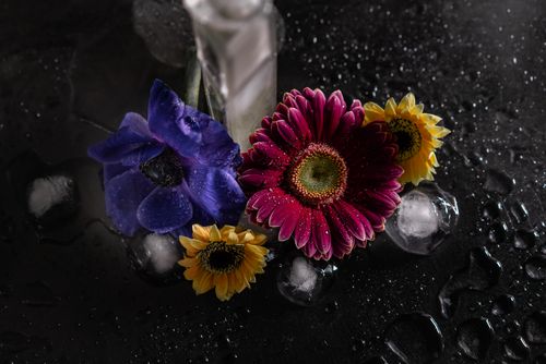 Free Close-up of colorful flowers with water droplets on a dark surface. Stock Photo