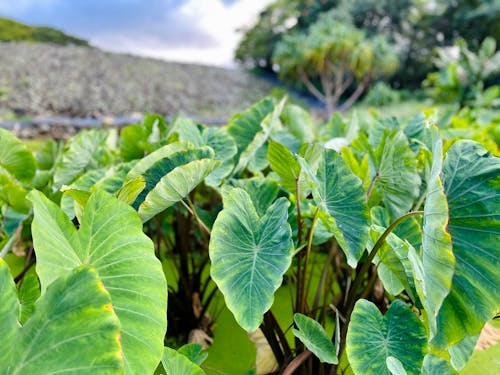 Ảnh lưu trữ miễn phí về cánh đồng, Hawaii, kalo