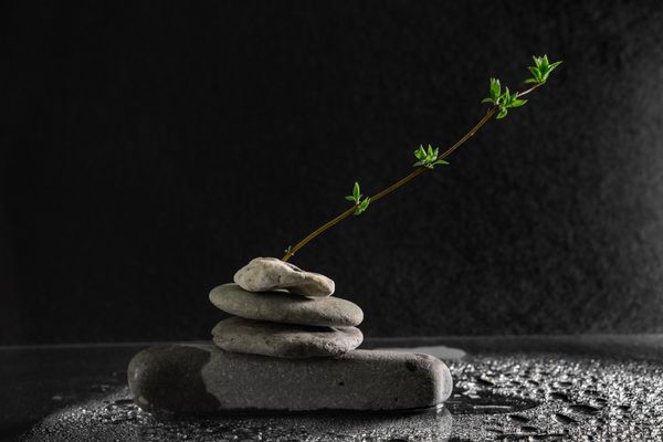 Piedras zen apiladas con brote verde